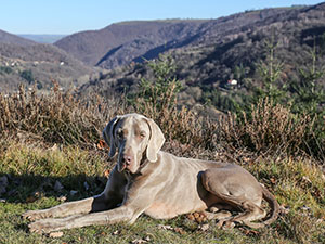 Mozart on Panoramique ride
